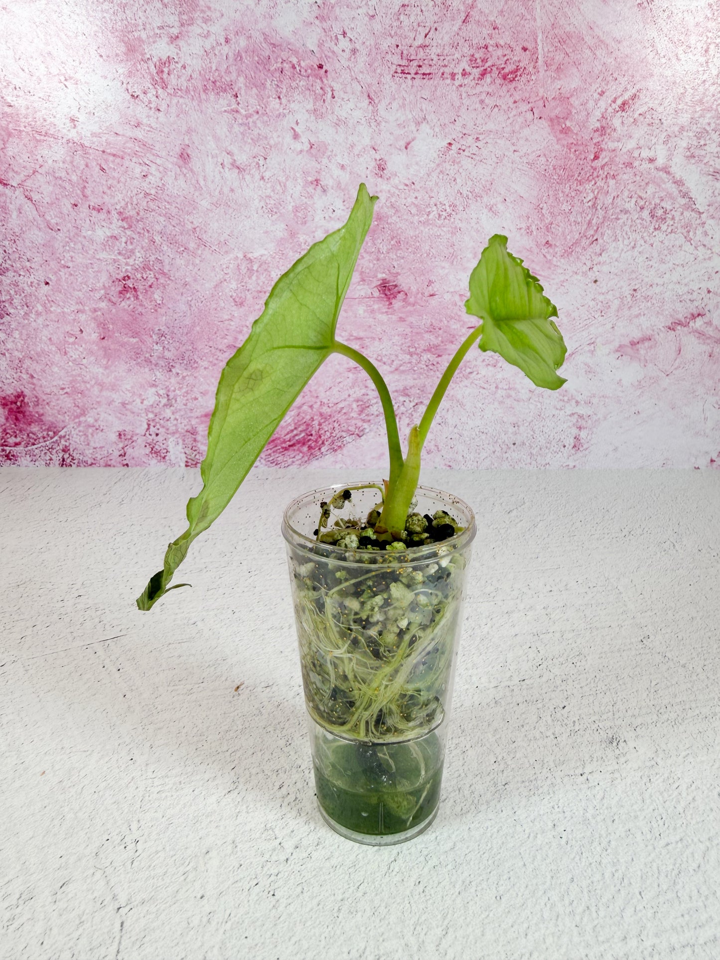 alocasia heterophylla (dragon's breath)