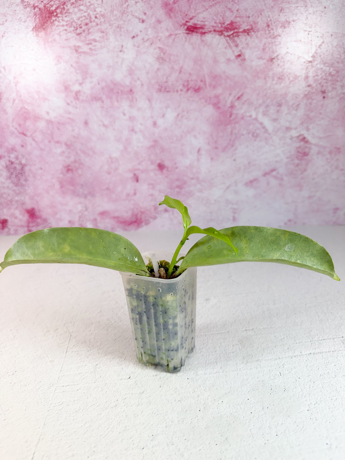multiflora wonderphil B