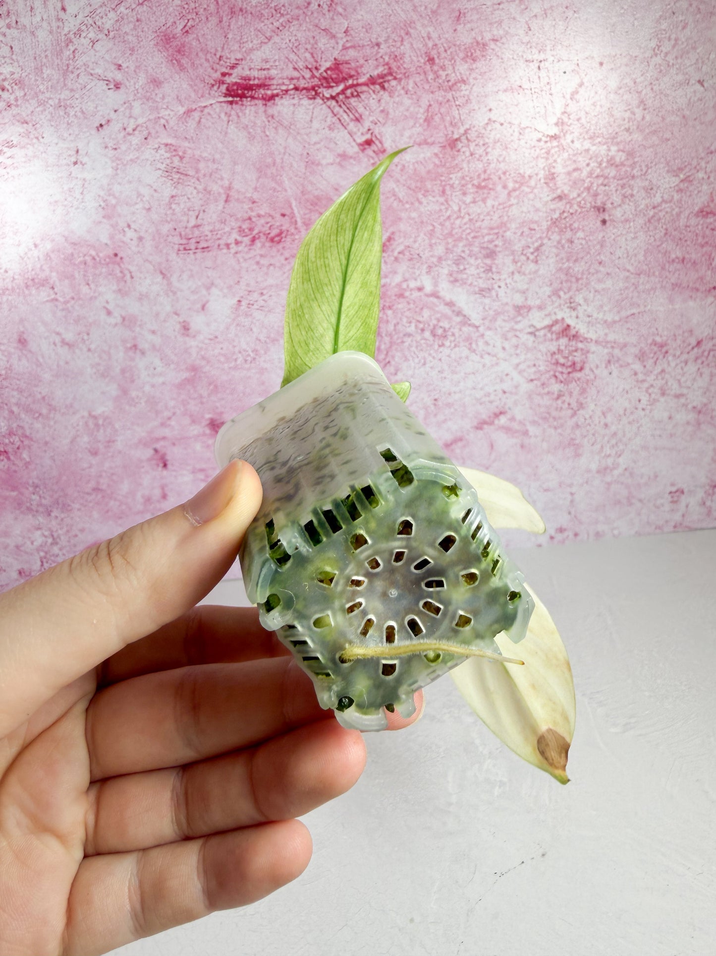 philodendron florida ghost
