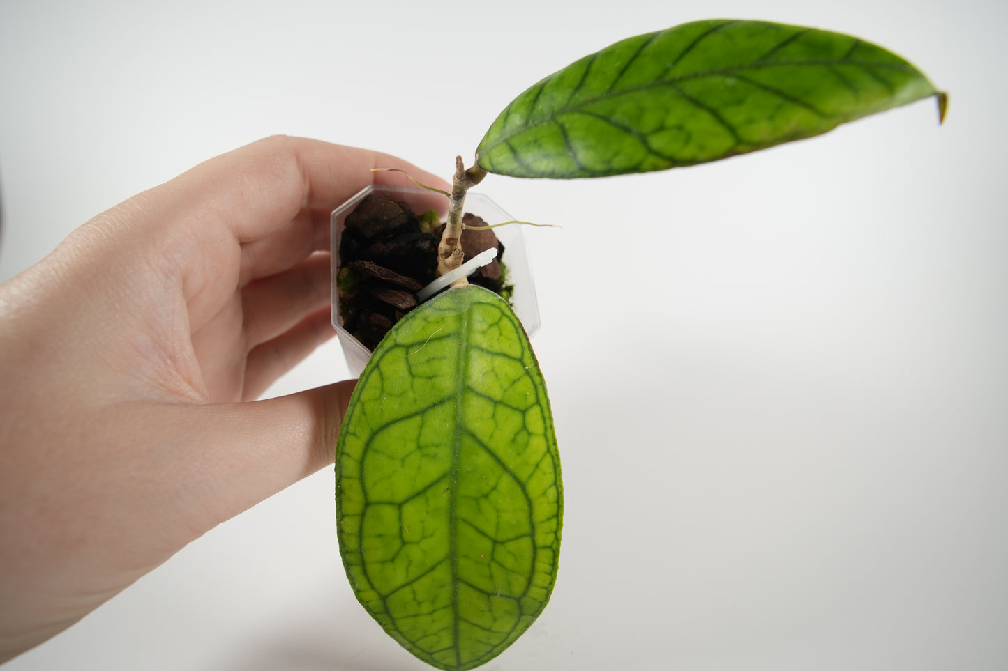hoya cv. ann