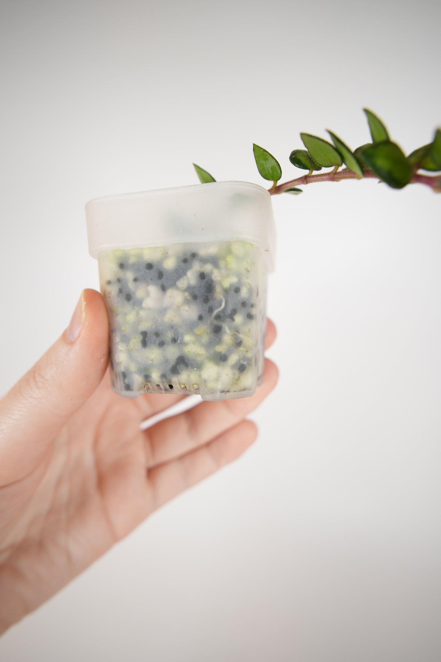 chinghungensis variegated