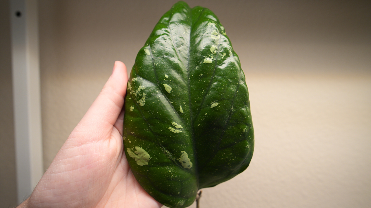 hoya elephant (unrooted)