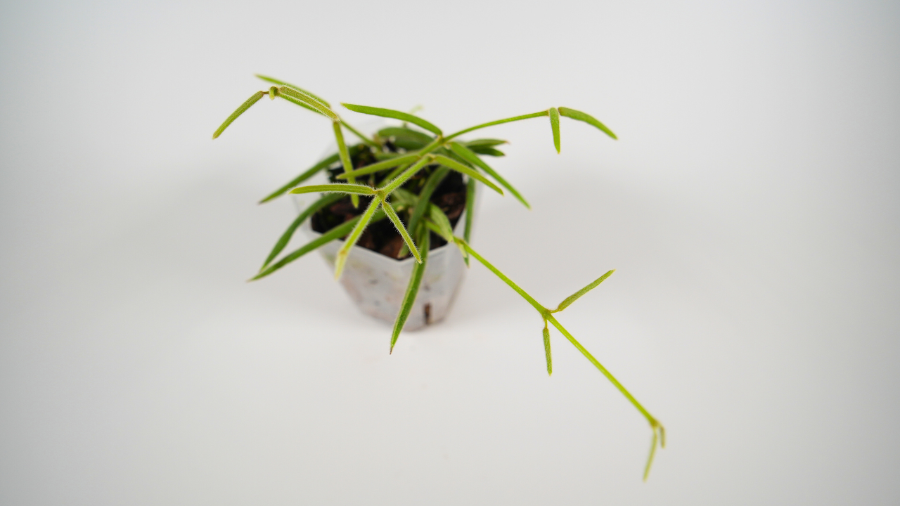 hoya linearis