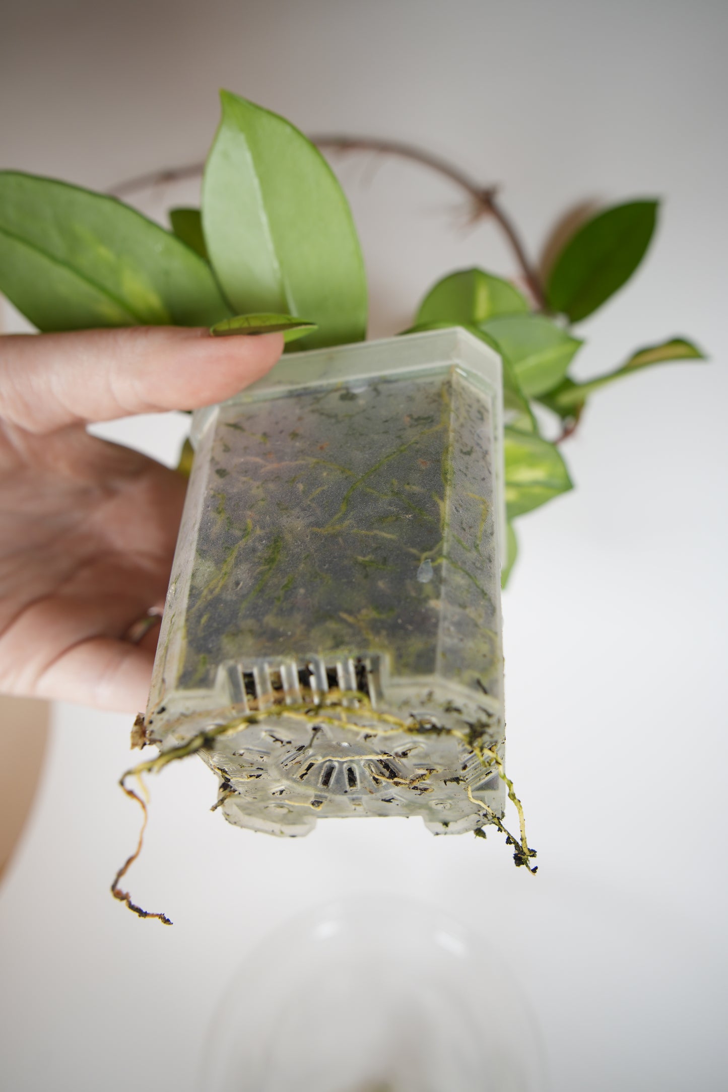 madara green edge (mostly reverted)