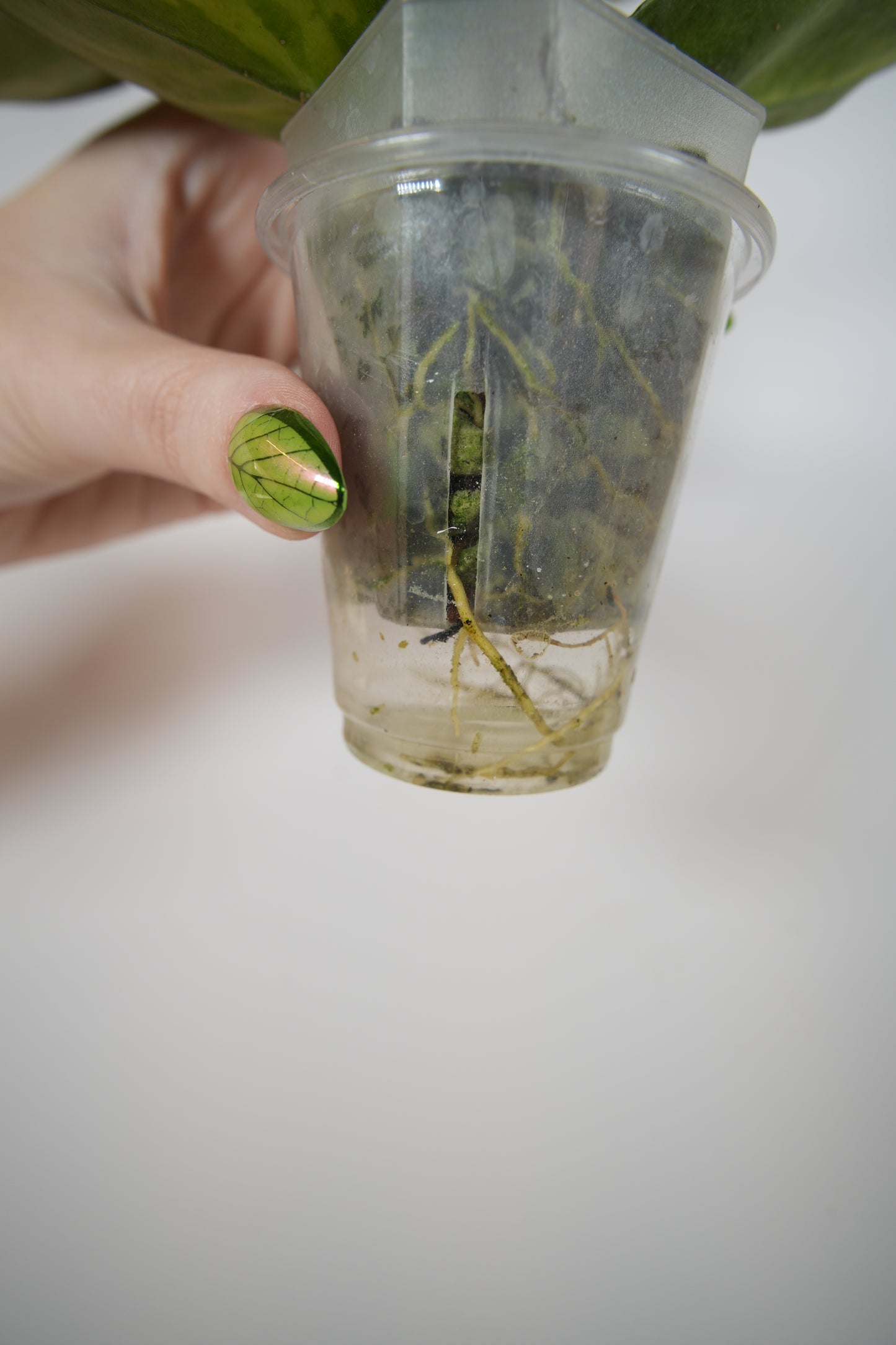 nova ghost (reverted argentea princess)