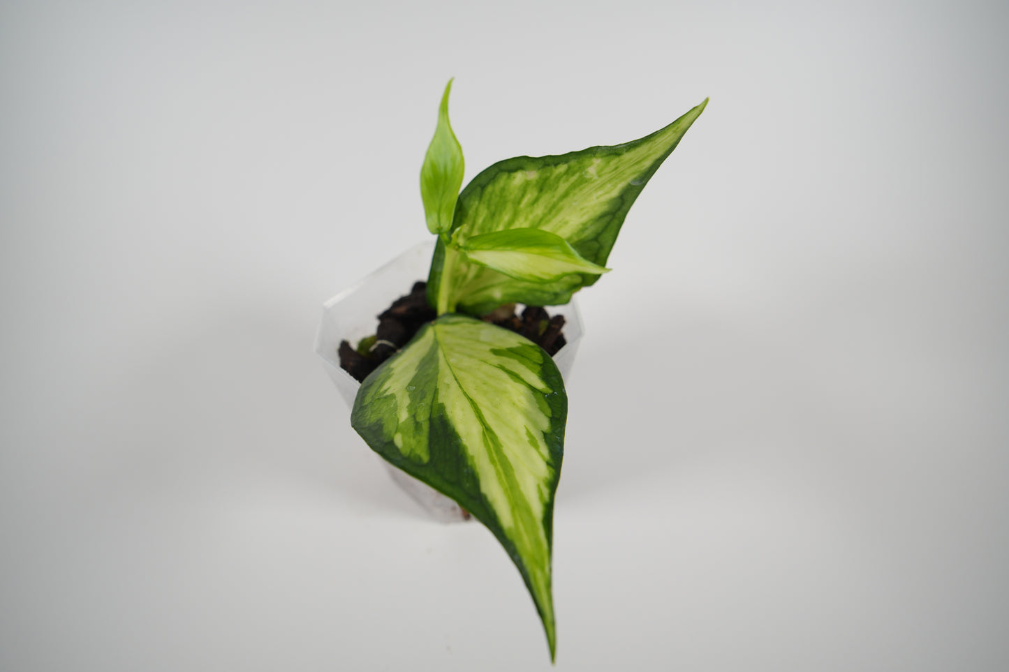 hoya polyneura inner variegated