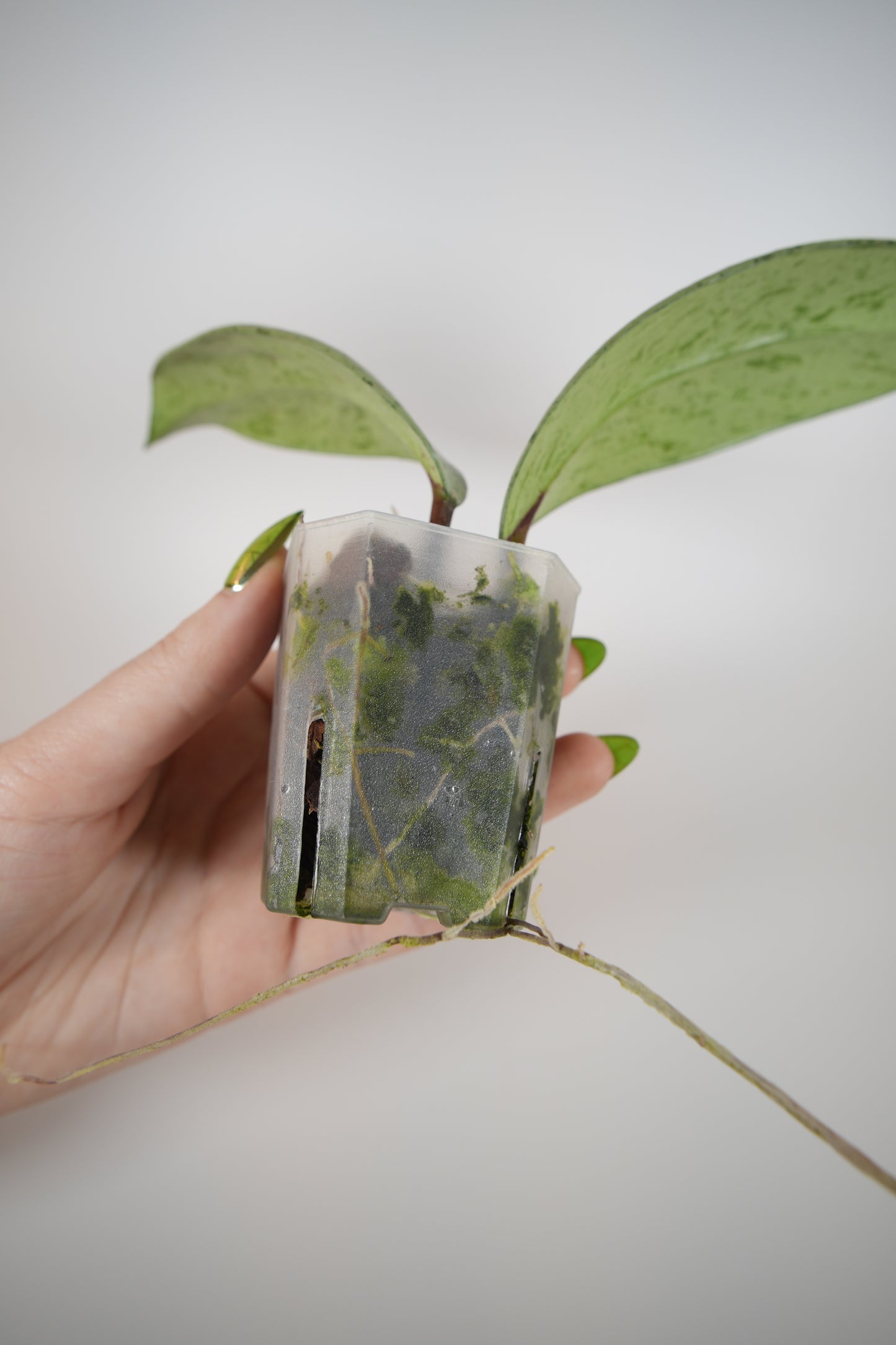 publicaylx pink silver ghost