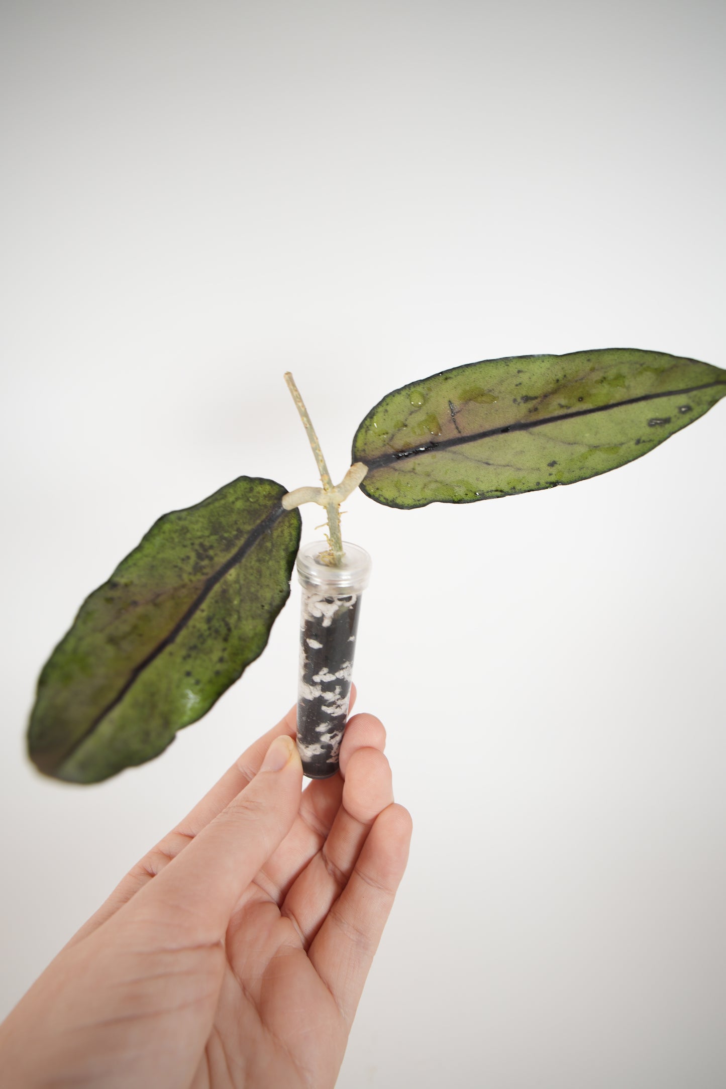 takengon wavy leaf (unrooted)