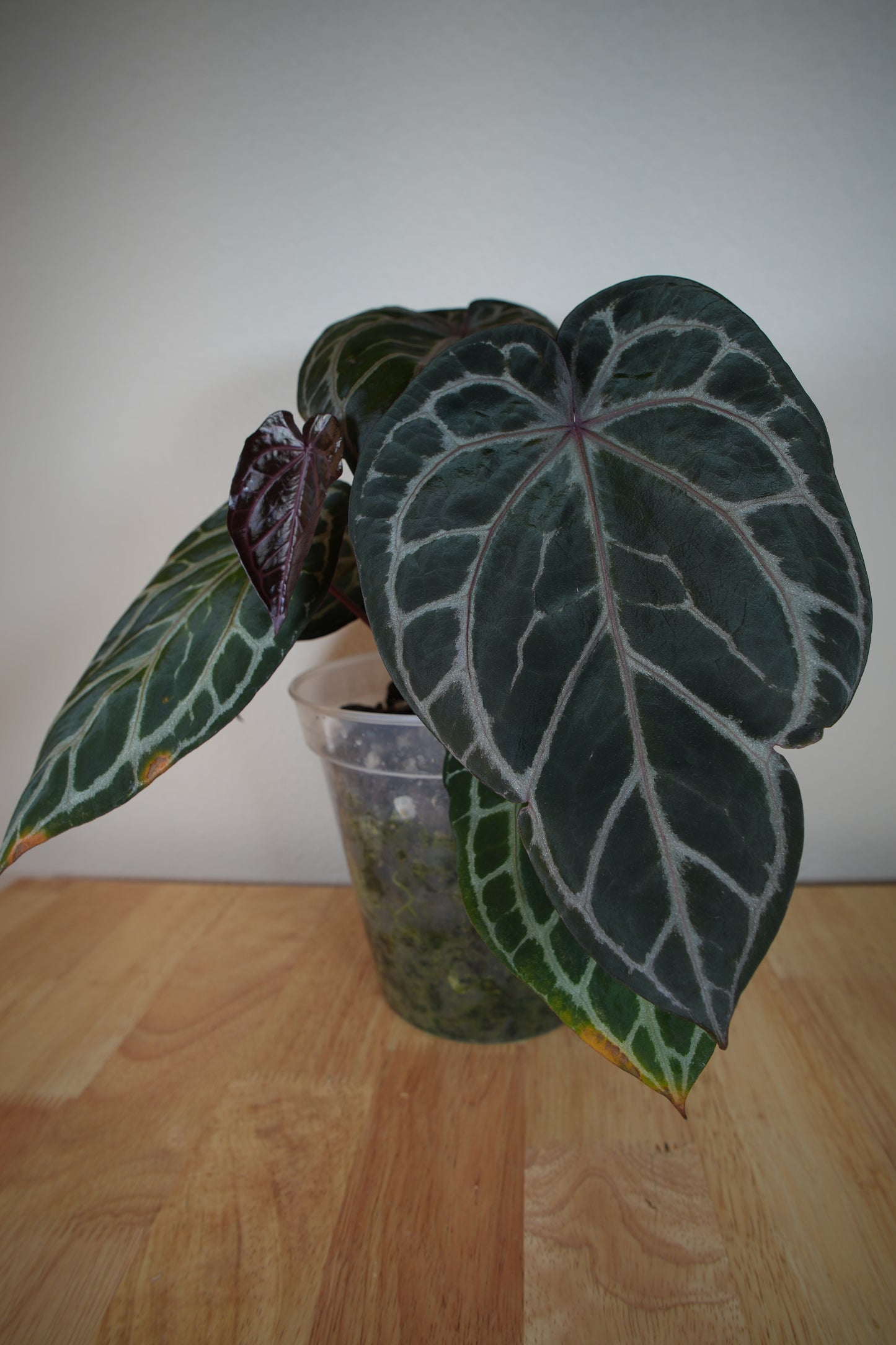 (tezula dreamweaver x necromancer) x mikey boy