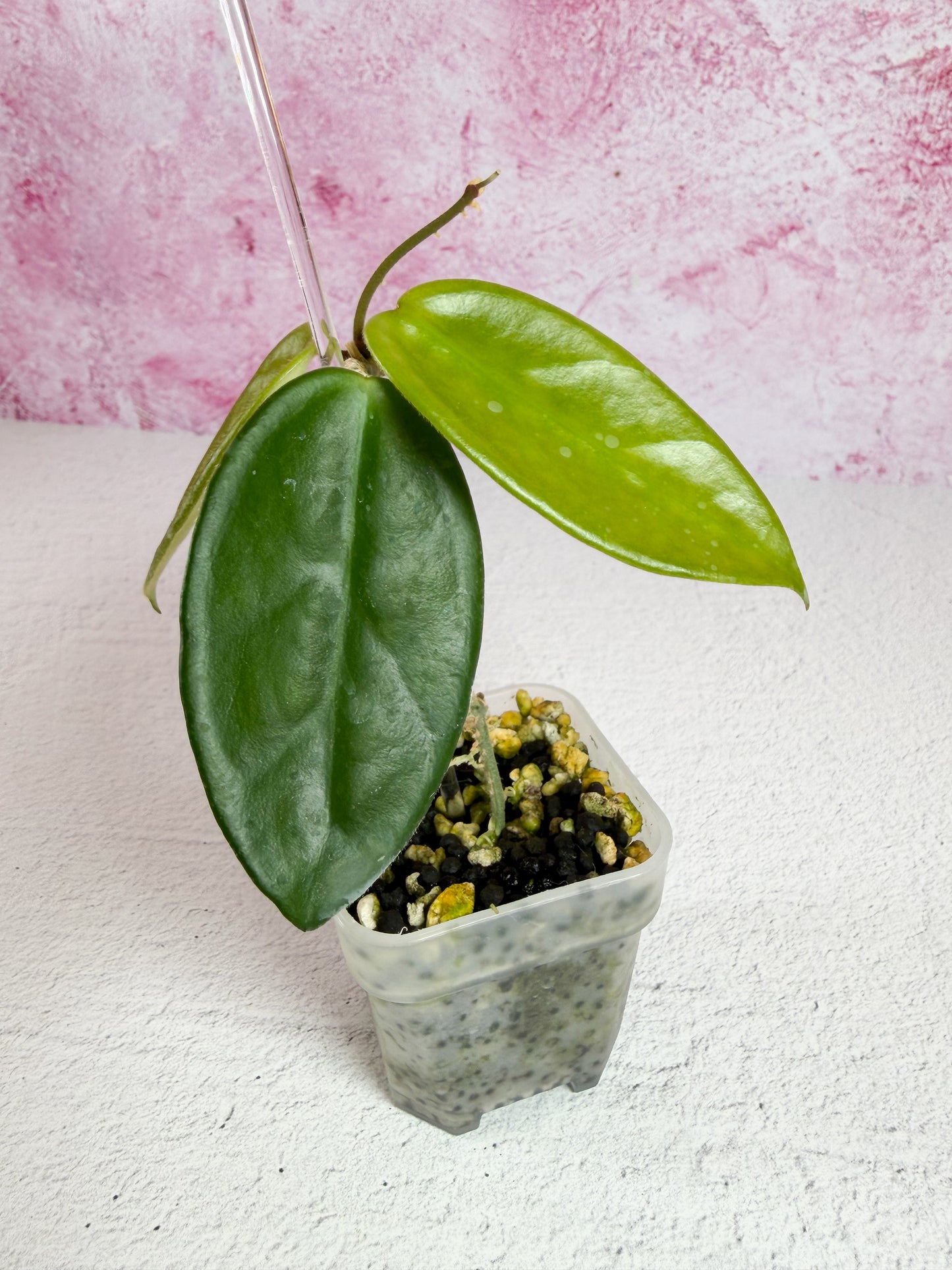 vangviengiensis