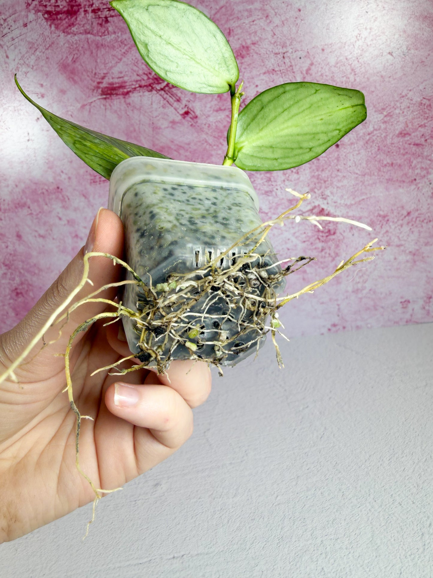 reverted inner var polyneura