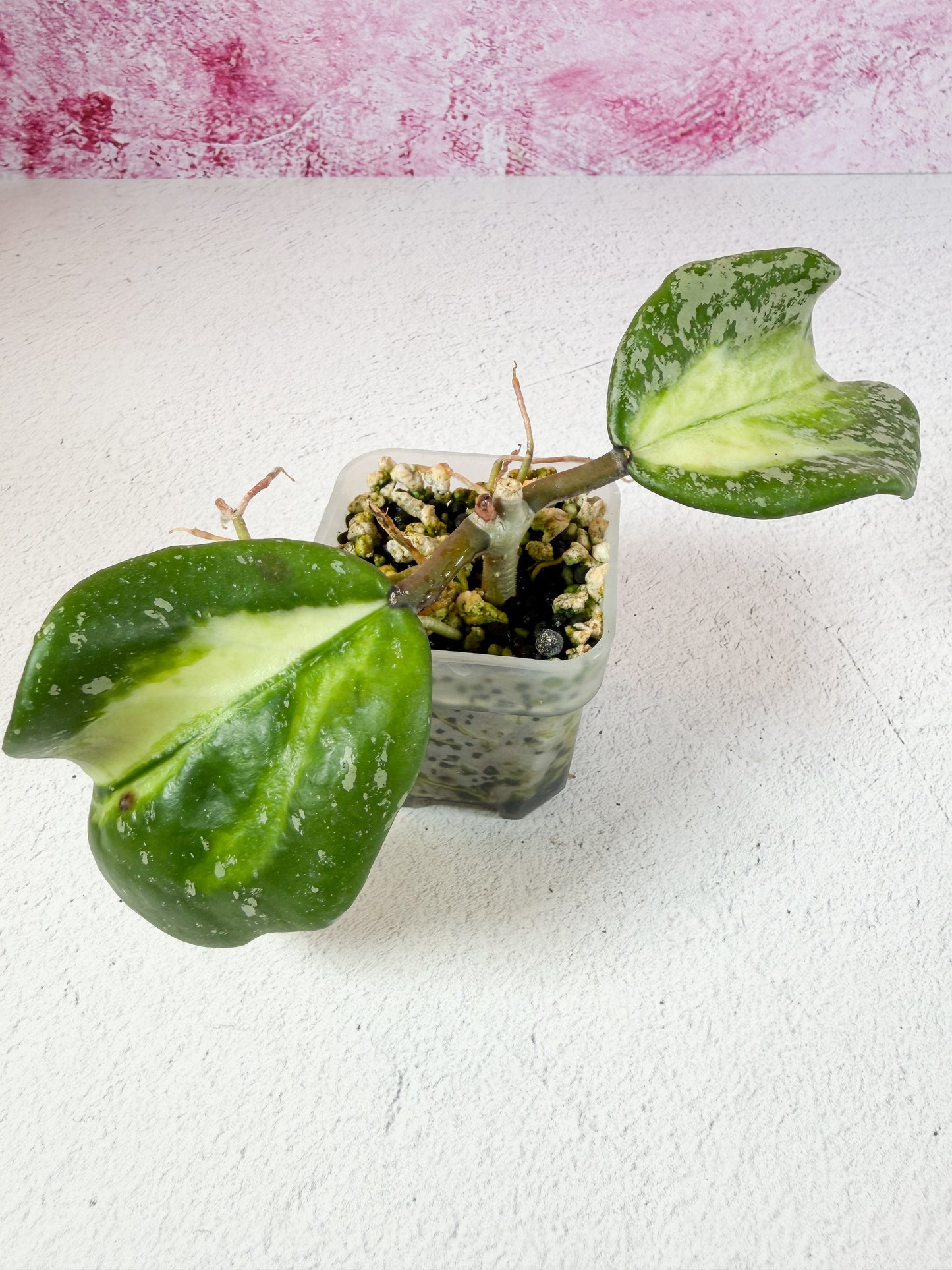 obovata splash var