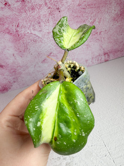 obovata splash var