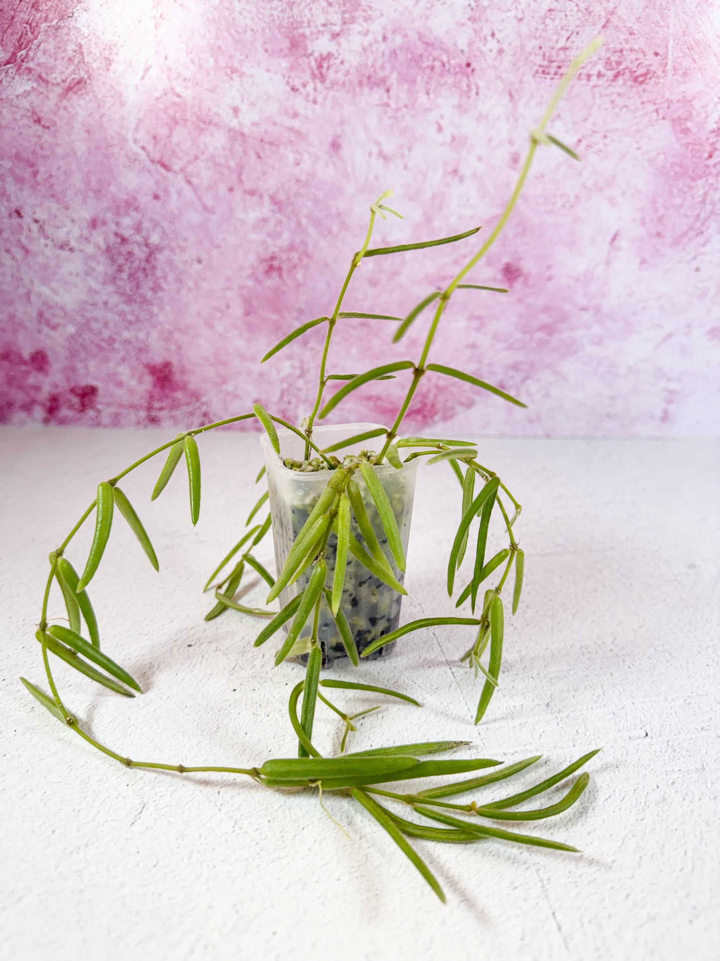 linearis