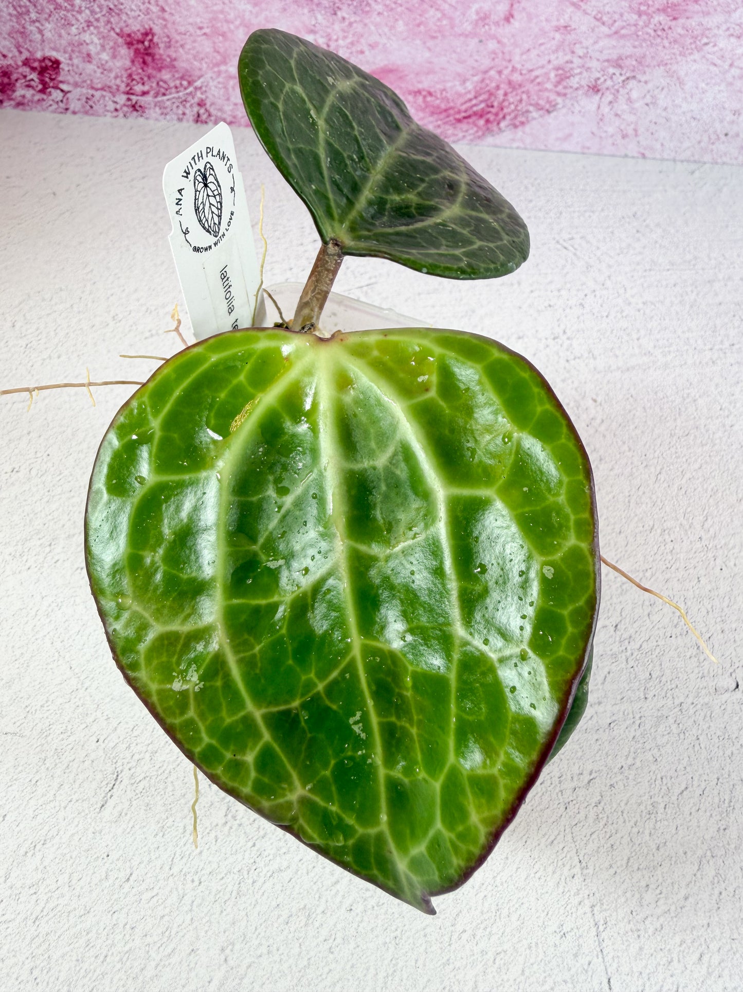 textured veins latifolia (UPT009)