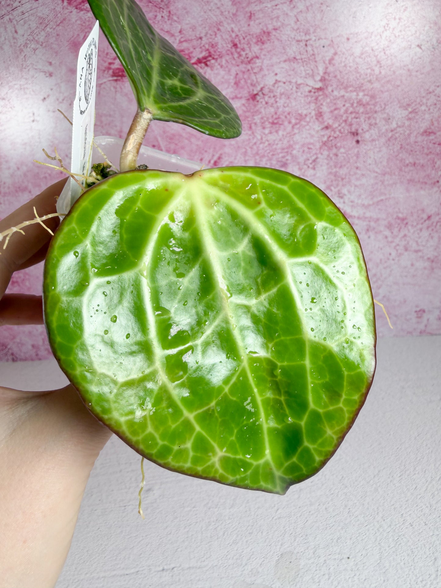 textured veins latifolia (UPT009)