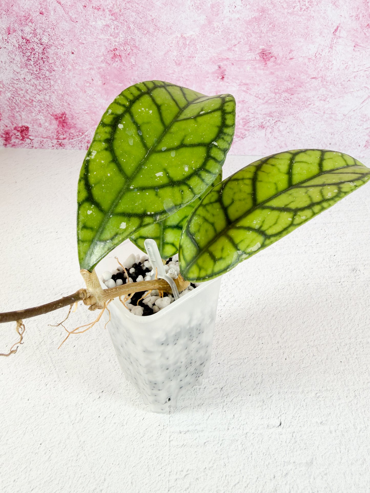 callistophylla vena