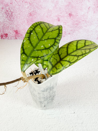 callistophylla vena