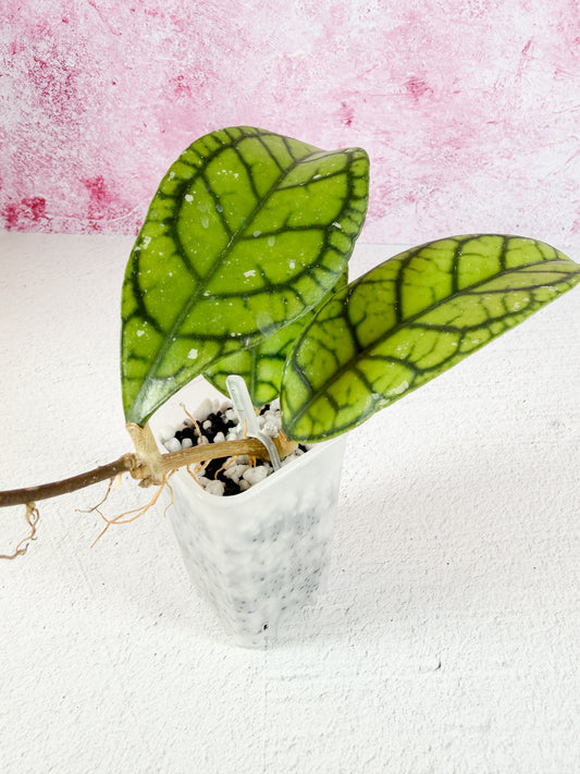 callistophylla vena