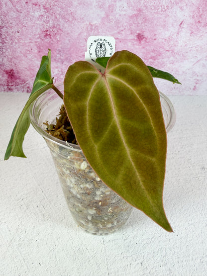 noID matthew x flat besseae aff mid cut