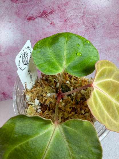 noID matthew x flat besseae aff mid cut