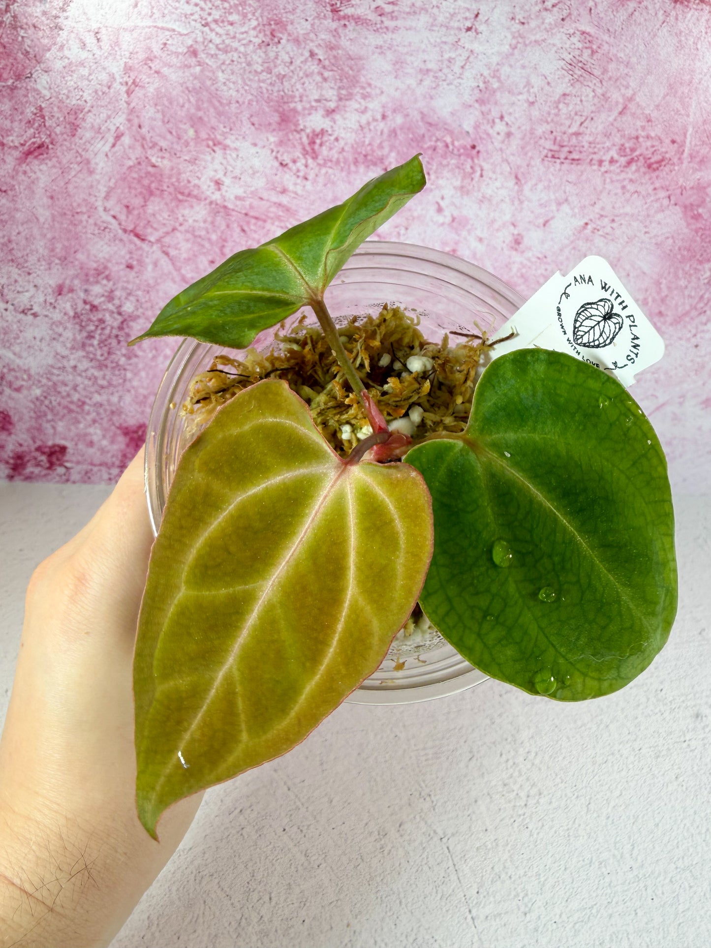 noID matthew x flat besseae aff mid cut