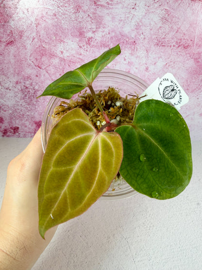 noID matthew x flat besseae aff mid cut