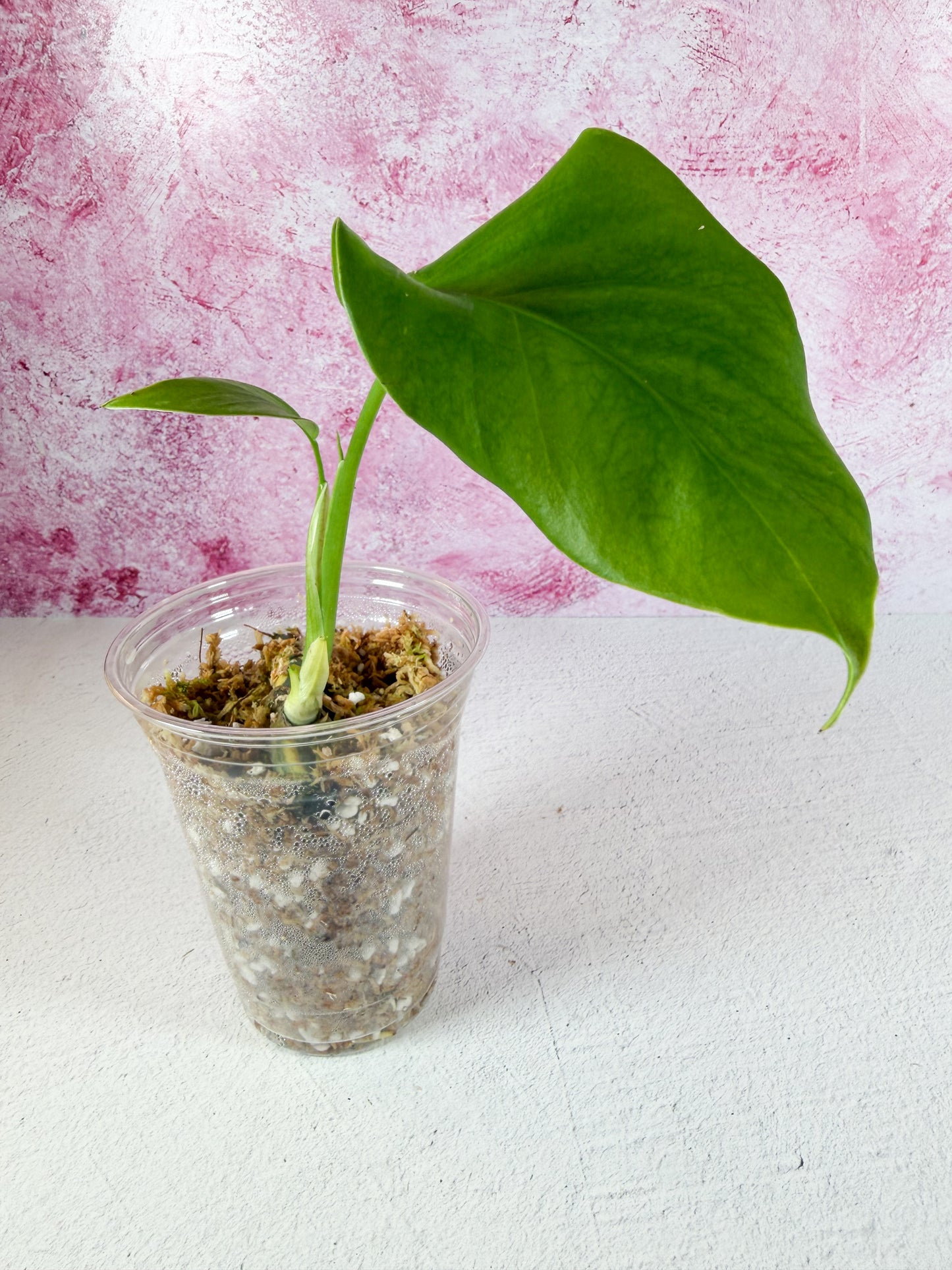 reverted monstera aurea