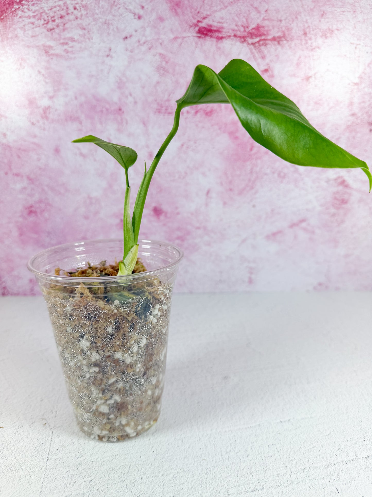 reverted monstera aurea