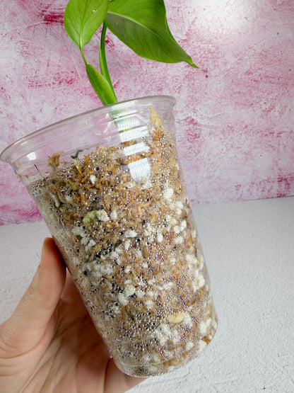 reverted monstera aurea