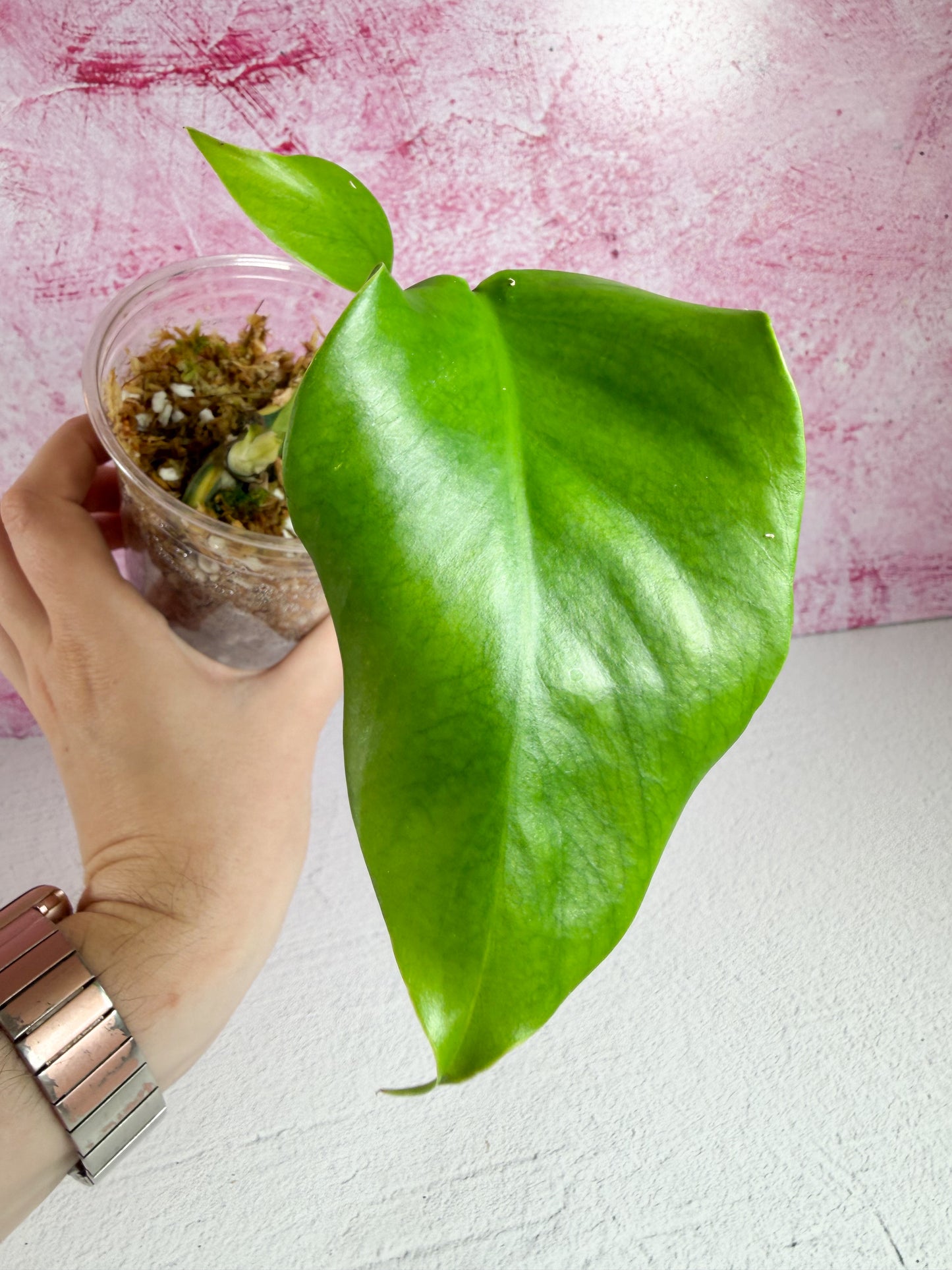 reverted monstera aurea