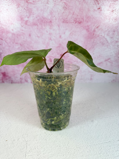 noID matthew x flat besseae aff mid cut