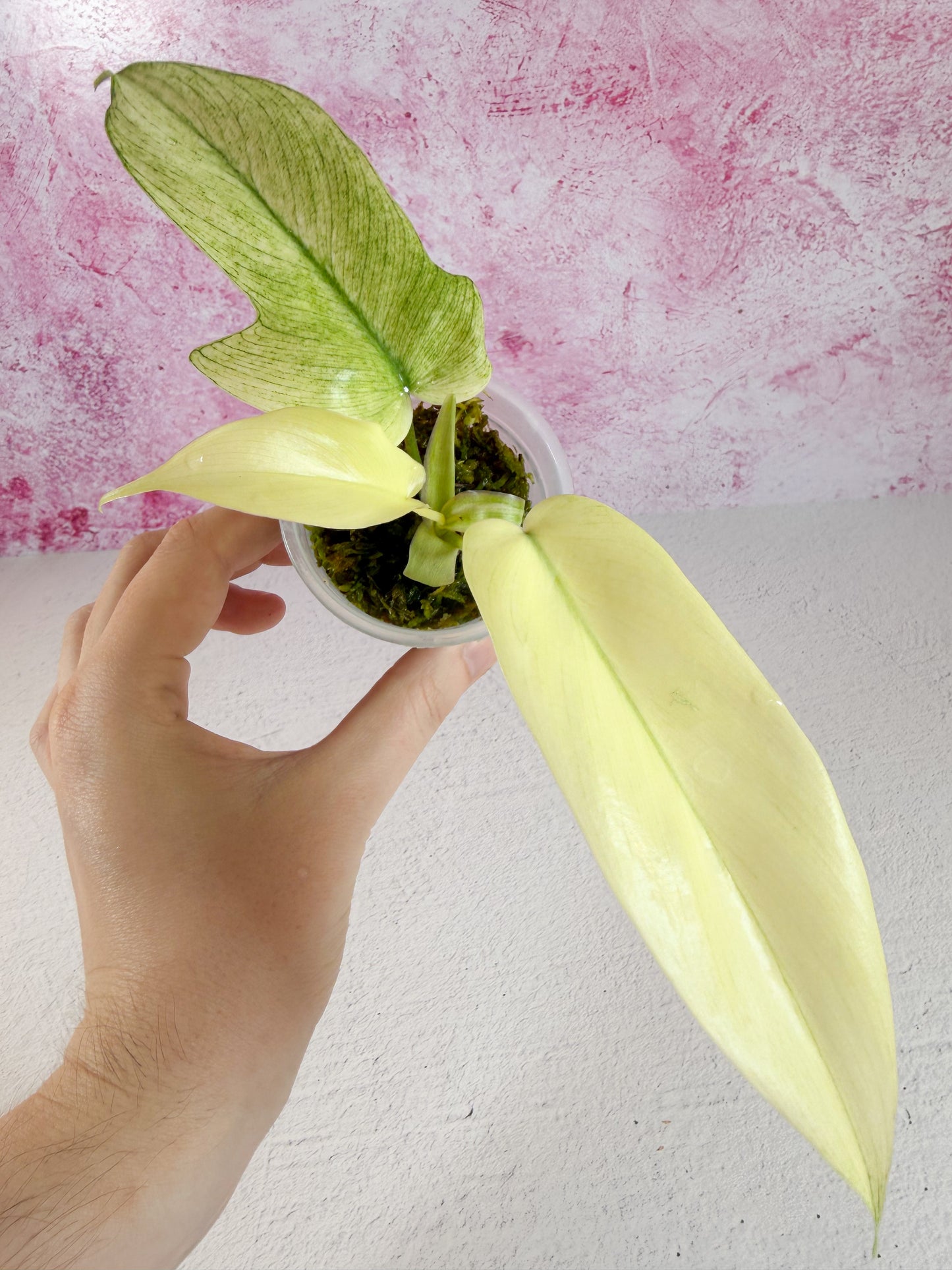 philodendron florida ghost
