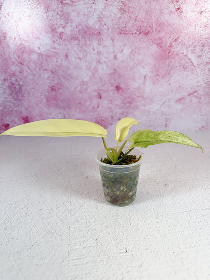 philodendron florida ghost