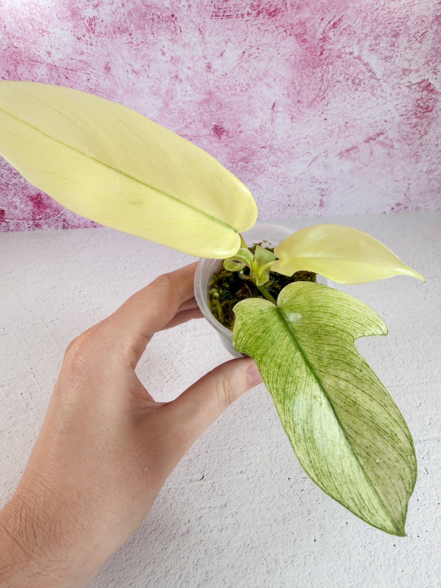 philodendron florida ghost