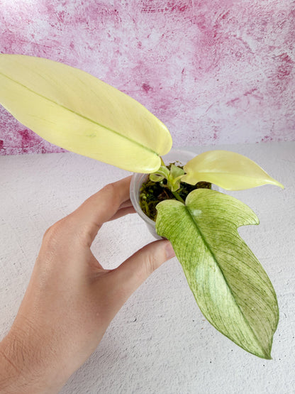 philodendron florida ghost