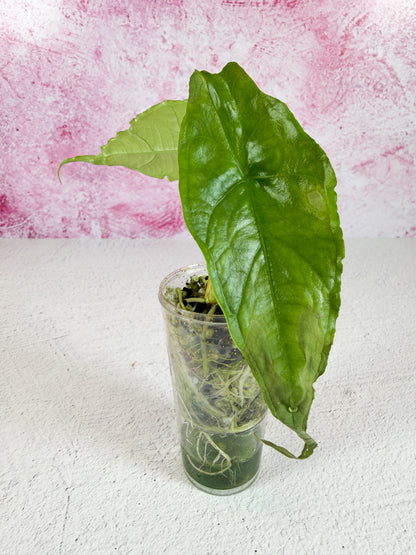 alocasia heterophylla (dragon's breath)