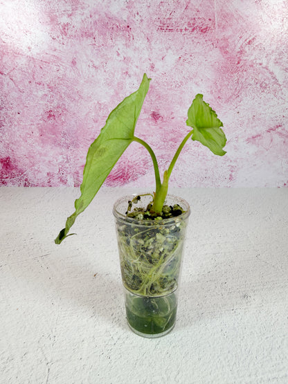 alocasia heterophylla (dragon's breath)