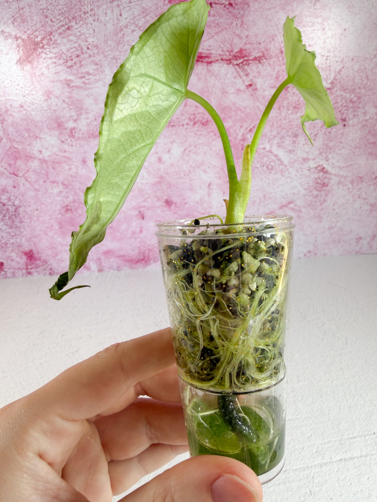 alocasia heterophylla (dragon's breath)