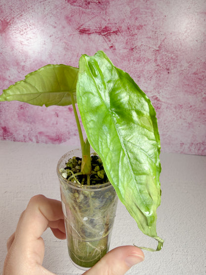 alocasia heterophylla (dragon's breath)
