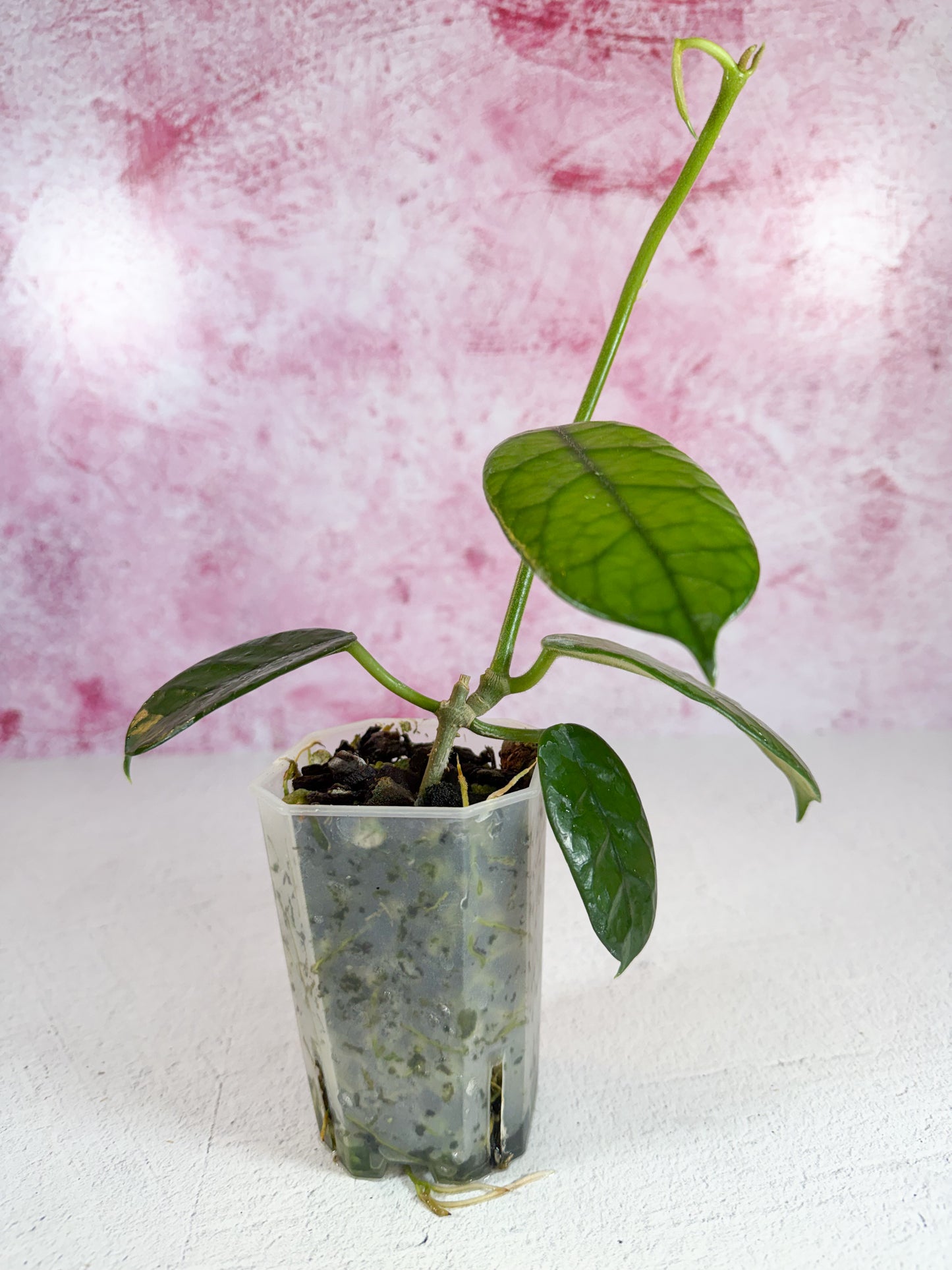 globulosa cao bang