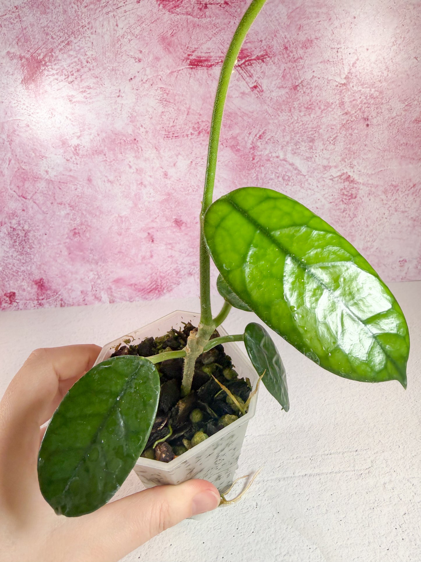 globulosa cao bang