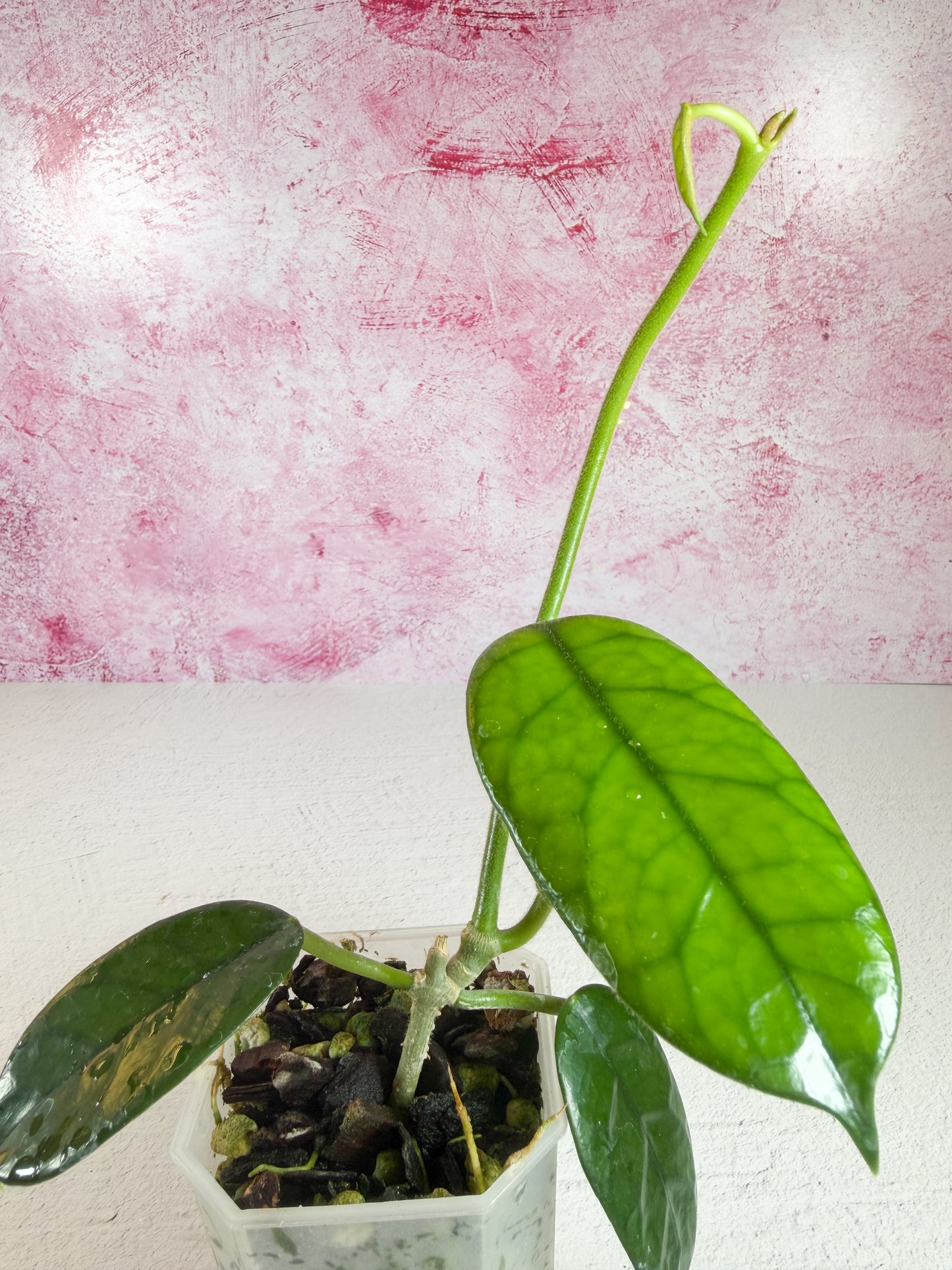 globulosa cao bang