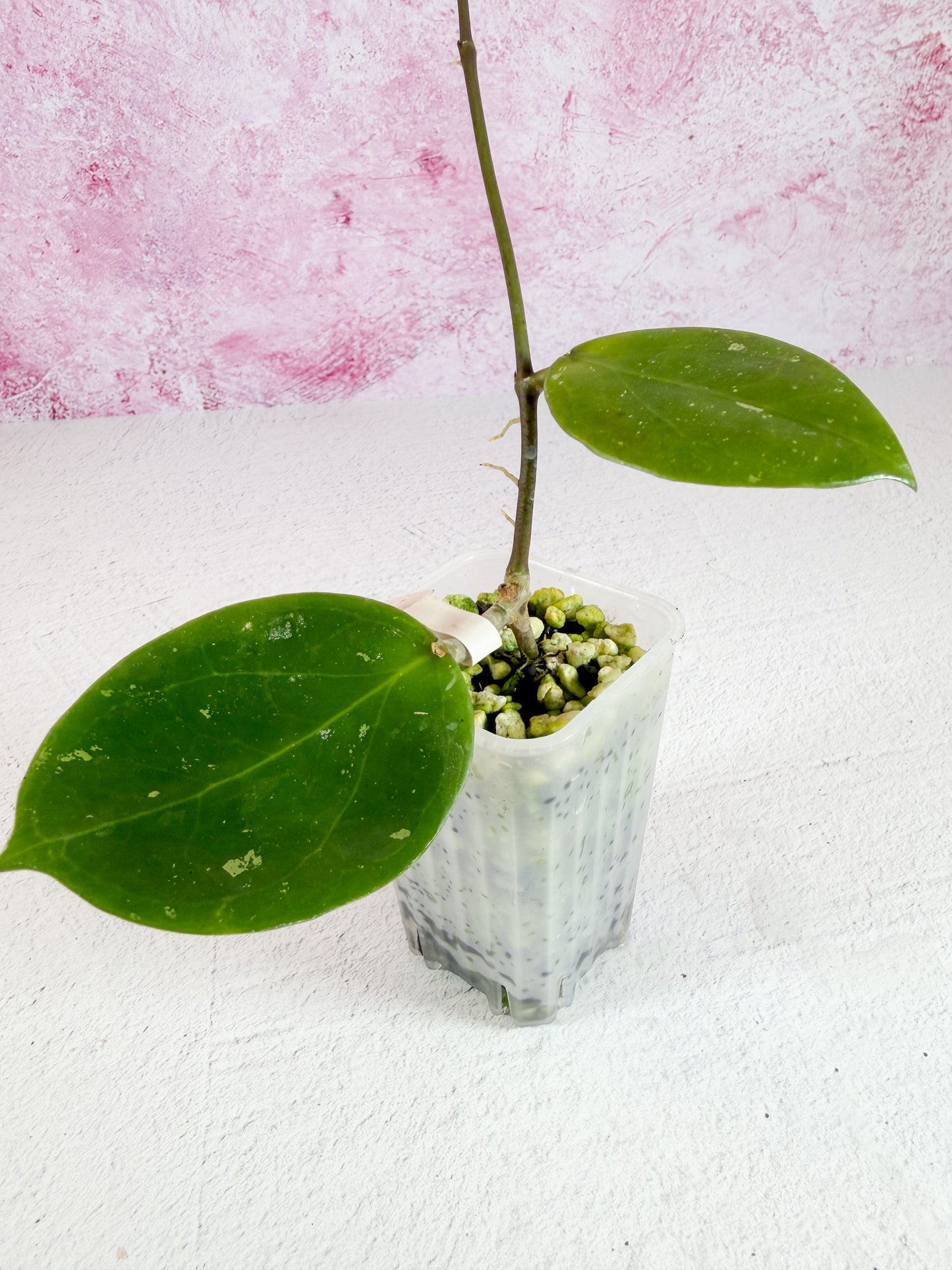 thaniya 01 WRX10-01 (verticillata HLS x elmeri)