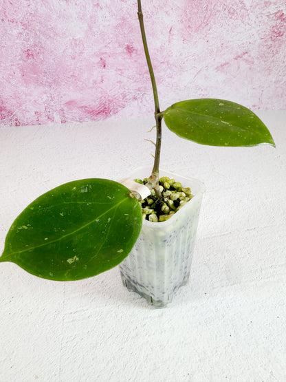 thaniya 01 WRX10-01 (verticillata HLS x elmeri)