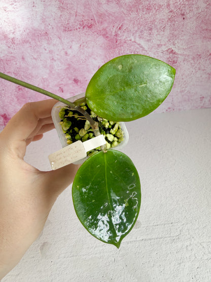 thaniya 01 WRX10-01 (verticillata HLS x elmeri)