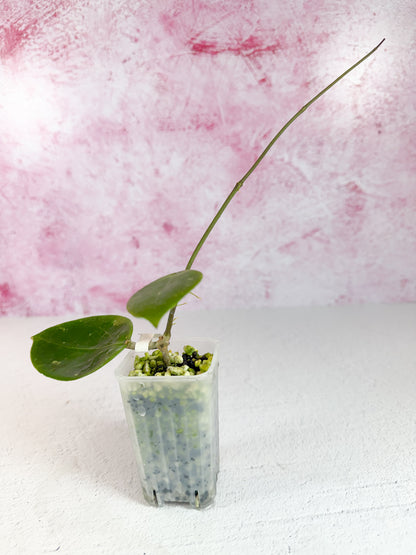 thaniya 01 WRX10-01 (verticillata HLS x elmeri)
