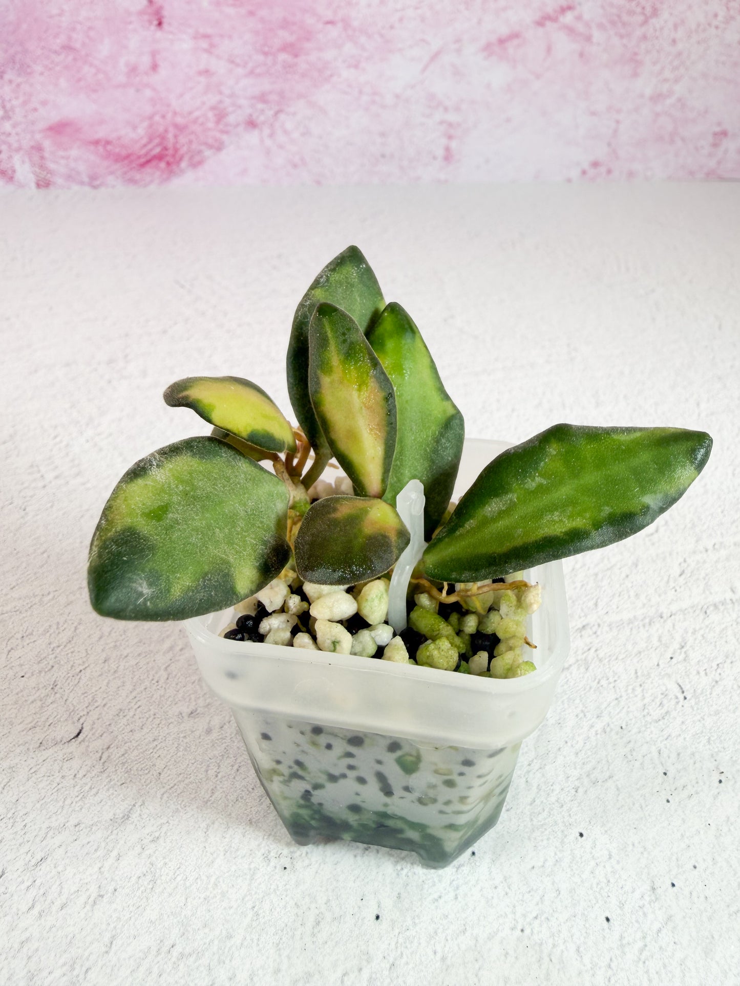 burtoniae aff variegated