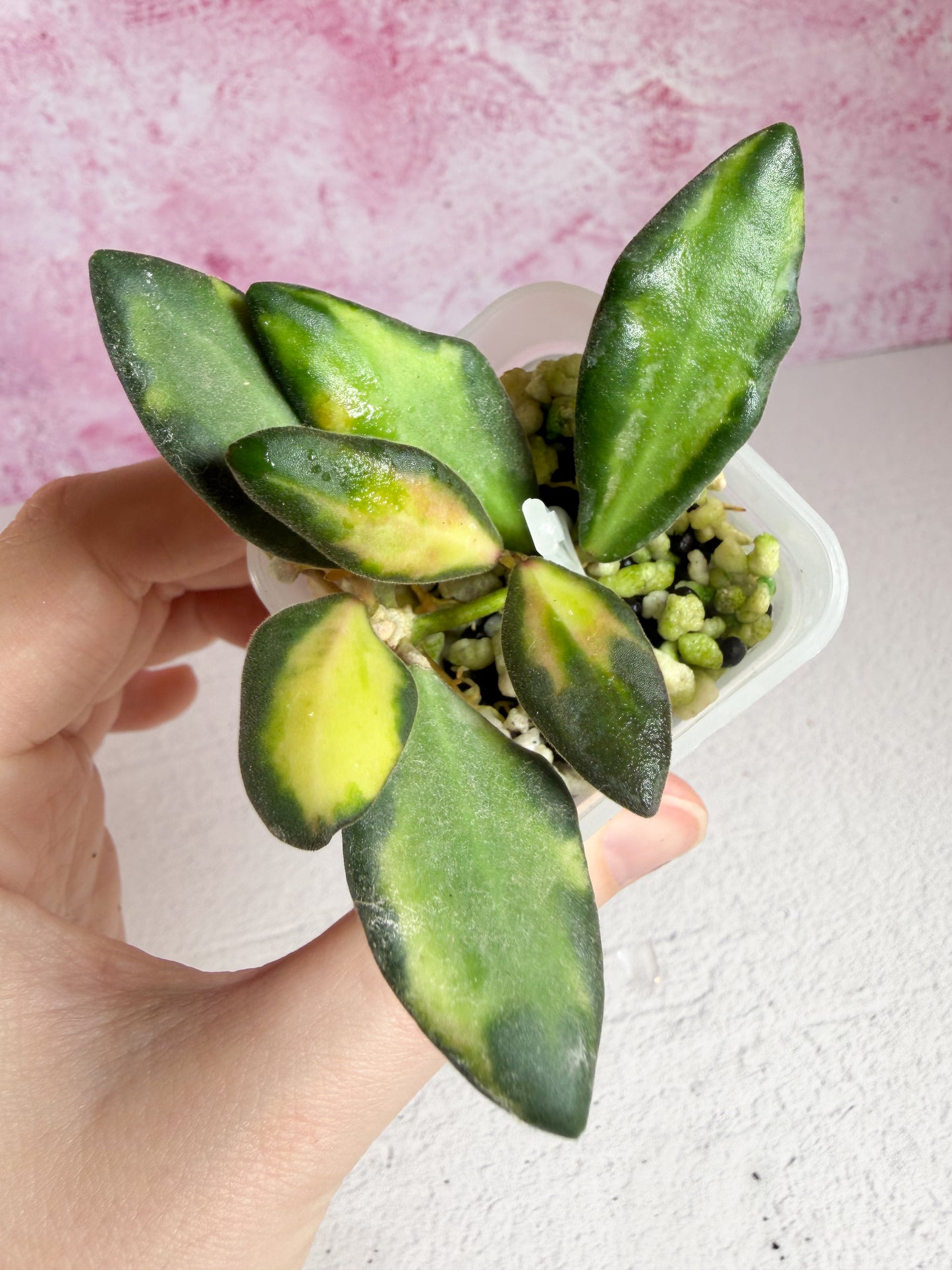 burtoniae aff variegated