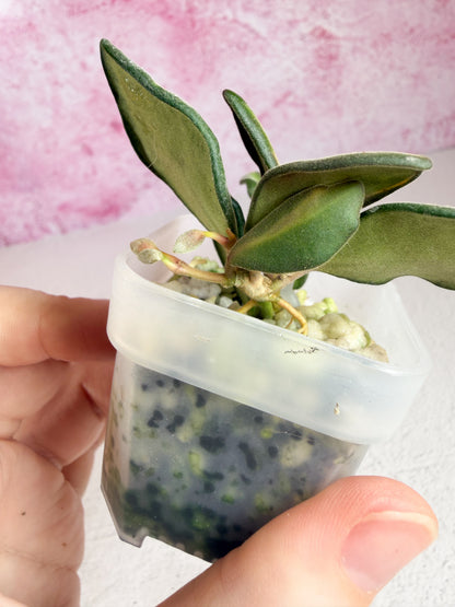 burtoniae aff variegated